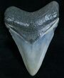 Beautiful Megalodon Tooth - Peace River, FL #6073-1